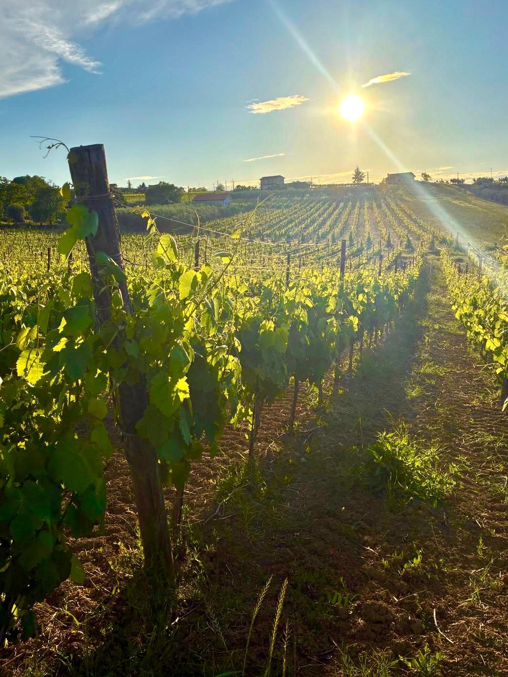 Il sole basso sui filari a fine giornata
