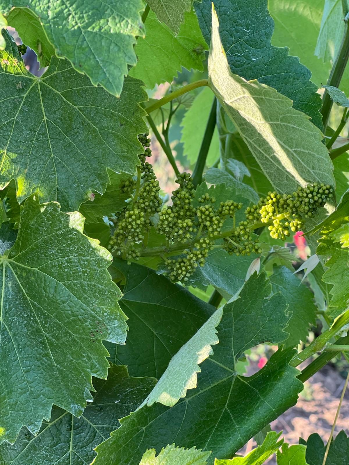 Grappoli in fioritura tra le foglie