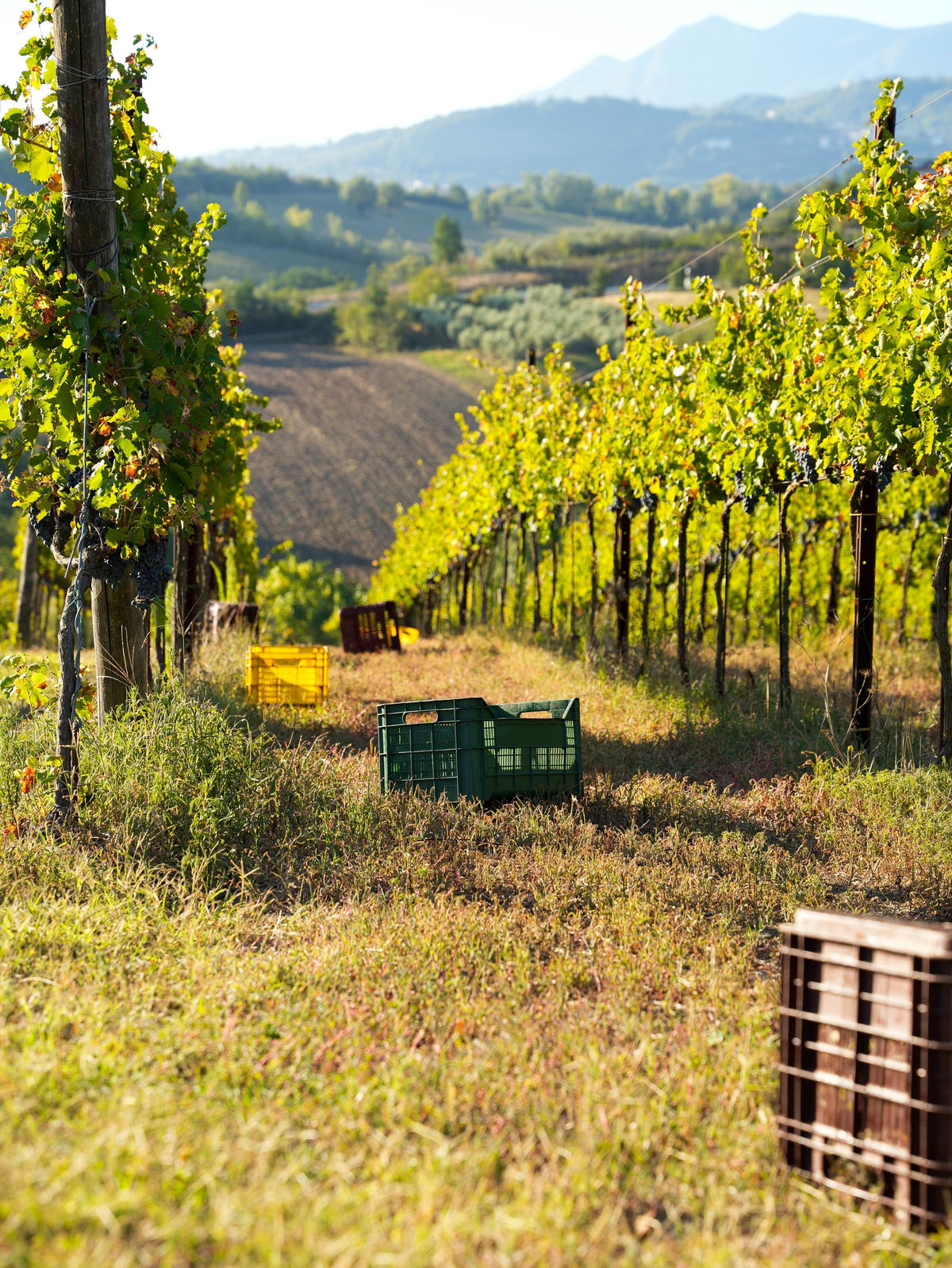 Casse verdi tra i filari, le colline sullo sfondo