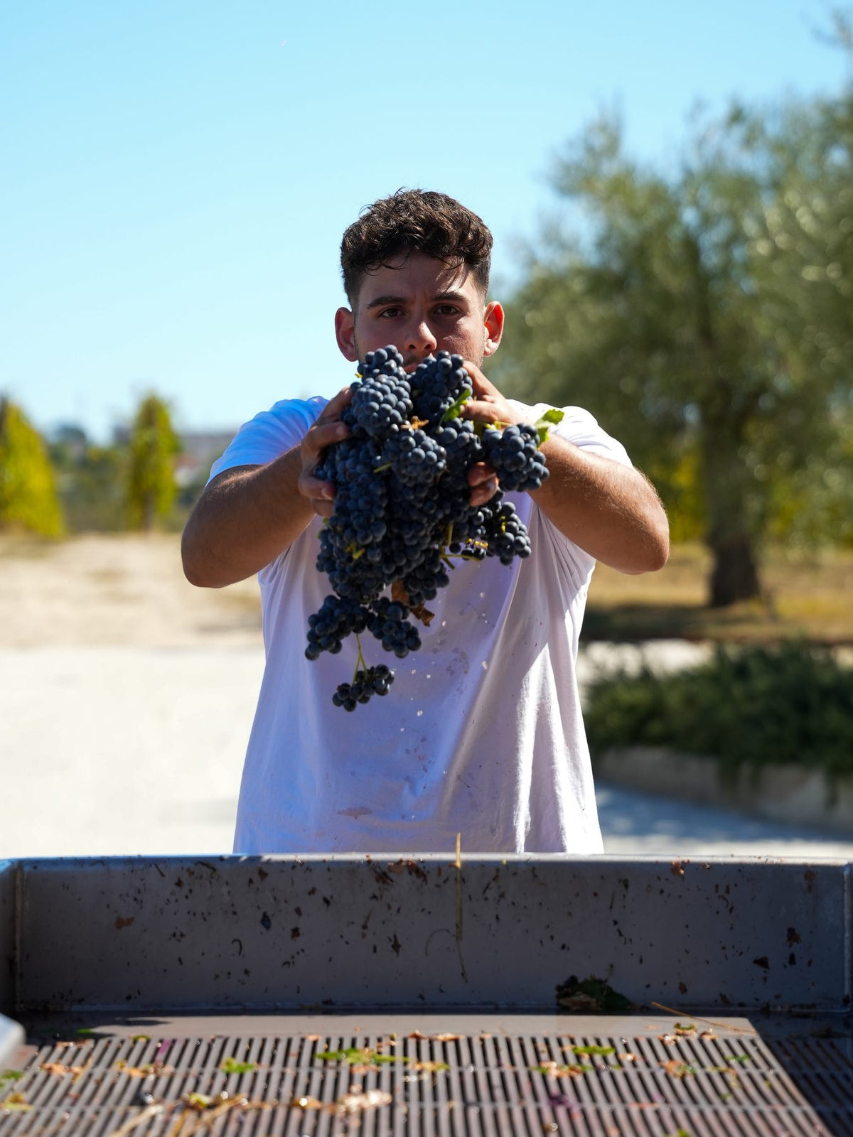 Grappoli di Aglianico appena raccolti