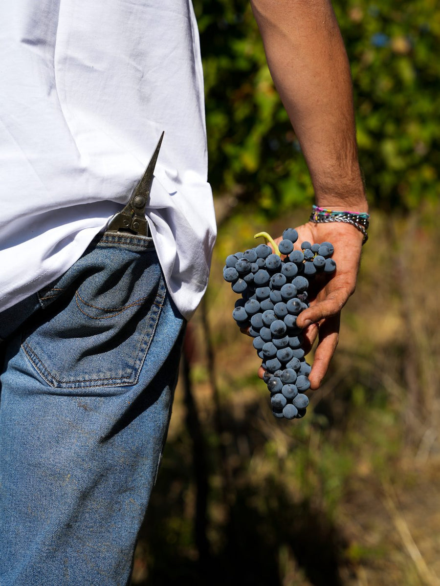 Una mano tiene un grappolo di uva nera, cesoie nella tasca dei jeans